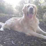 Andres