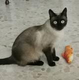 Isabel