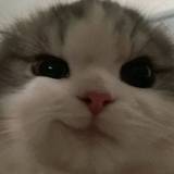 Ari