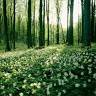 Silvia