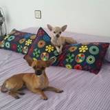 Patri