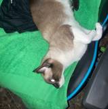 Aser