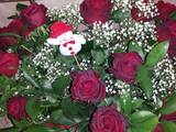 Lucia