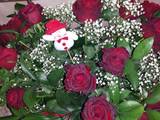 Lucia