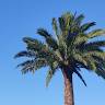Lisi