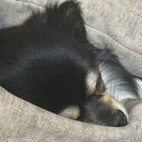 Oliver