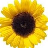Girasol