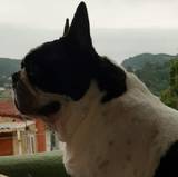 Juanin