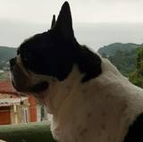 Juanin