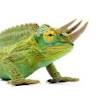 Oriol