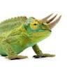 Oriol
