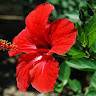 Consuelo