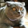 Rosty