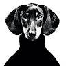 Josep