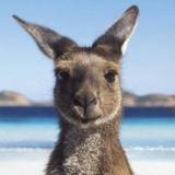 Aus