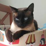 Ali
