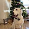 Inmaculada