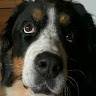 Ester