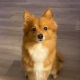 Sheila