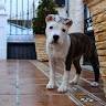 Yogui