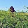 Andrea