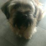 Andoni
