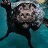 Nanu