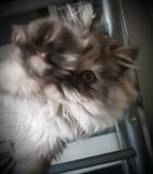 Nuria