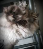 Nuria
