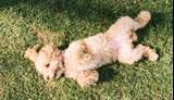 Lola