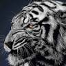 Jose