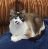 Lidia