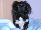Manoli