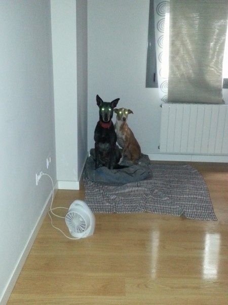 Discrepancia con animales de compañía 5