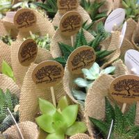 Plantas como regalo a los invitados - 1