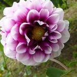 Diana
