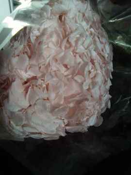 hortensia rosa