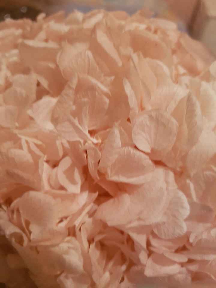 hortensia rosa