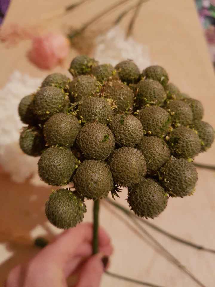 Brunia albiflora color grisaceo