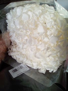 Hortensia blanca