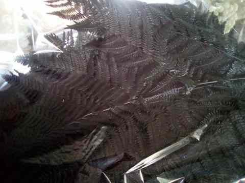 Helecho bracken