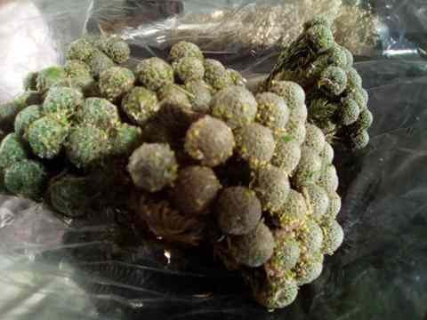 Brunia albiflora color verde grisaceo