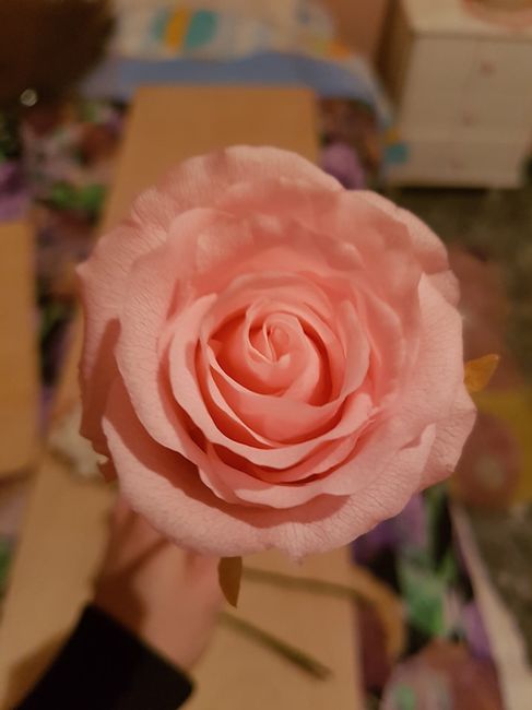 Rosa preservada 