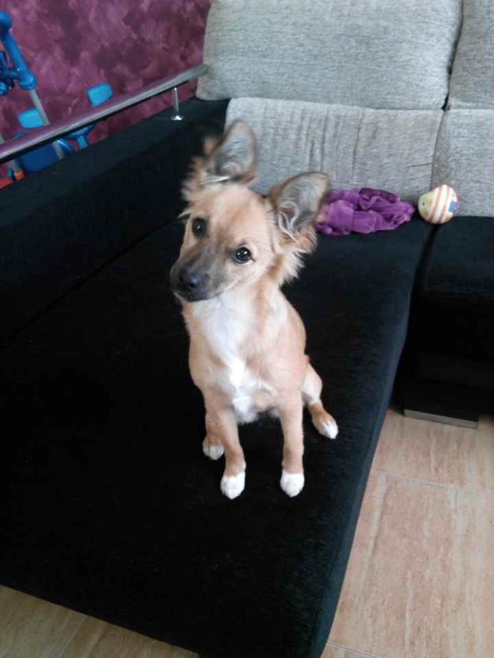 Nuestras mascotas!! - 1