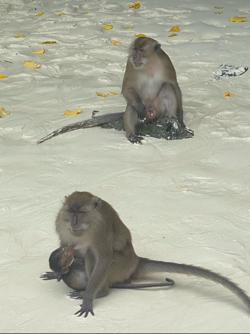 Luna de miel en diciembre Egipto o Tailandia recomendaciones 3