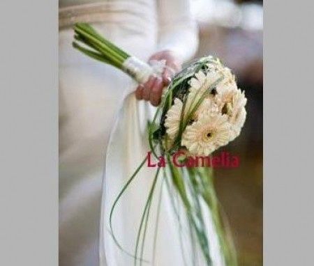 gerberas