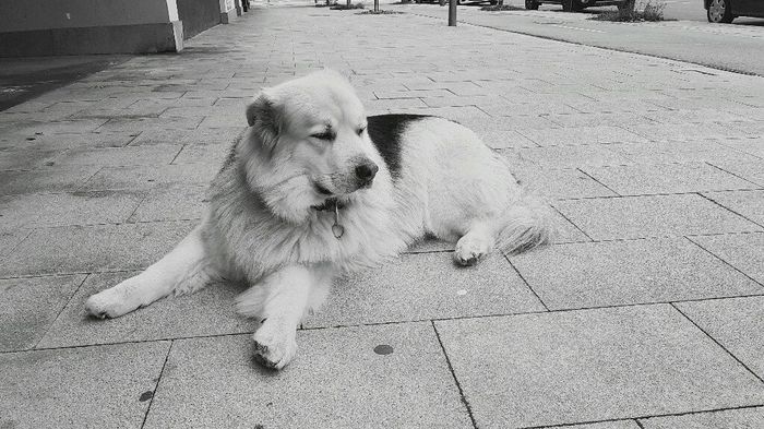 Llevaréis a vuestro perro al día b - 1