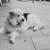 Llevaréis a vuestro perro al día b - 1