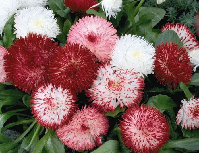 Bellis