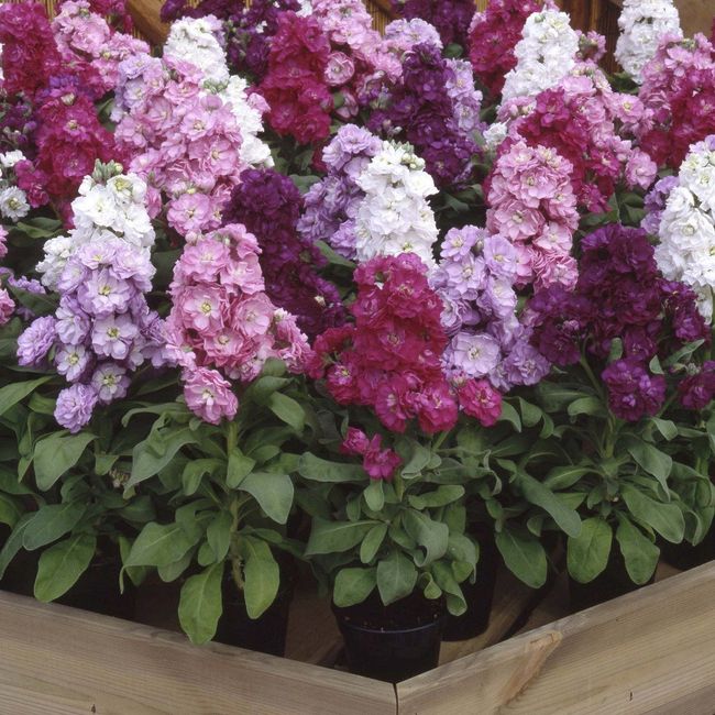 Matthiola